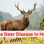 Zombie Deer Disease to Humans