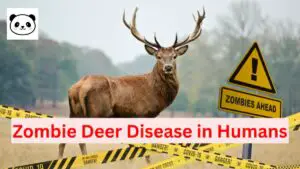 Zombie Deer Disease to Humans