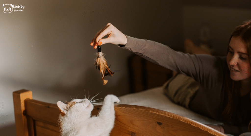 Why Are Cats So Curious--